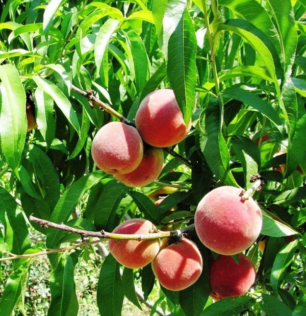 Выращивание персиков из косточки, методы проращивания, посадка, уход засаженцем